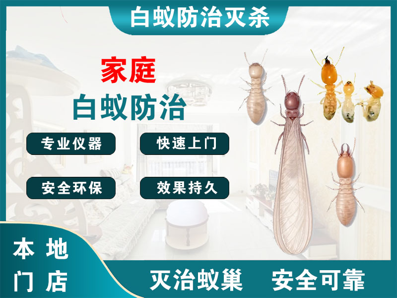 永康市家庭白蚁防治