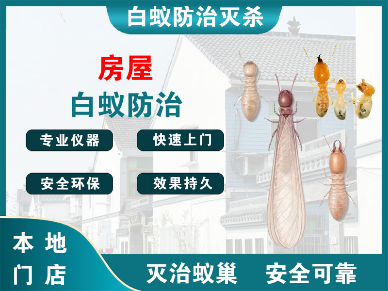 永康市房屋白蚁防治